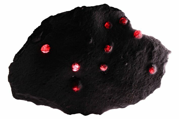 Plate of + Red Embers Garnets in Graphite - Massachusetts #375777